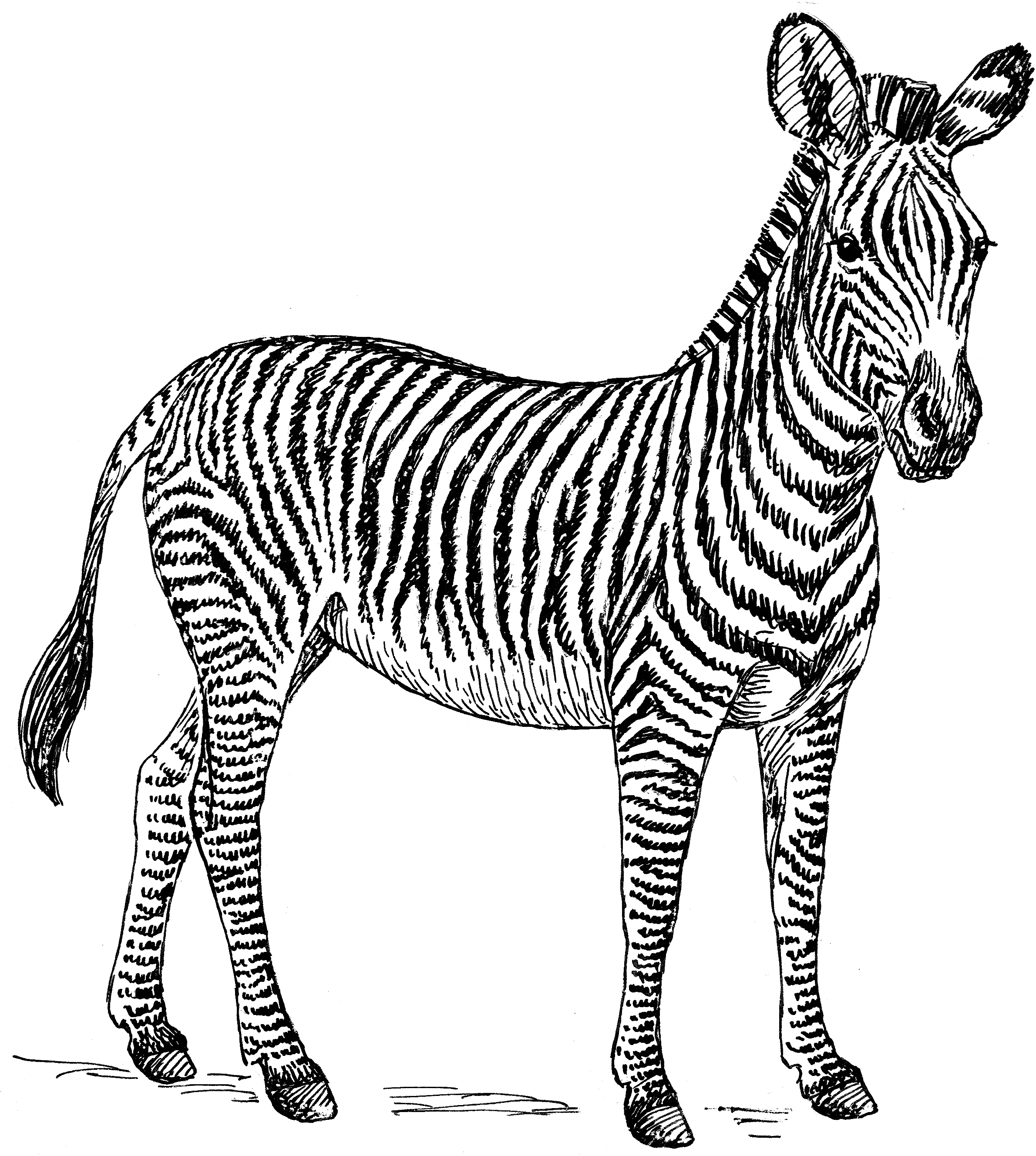 Zebra Png High-quality Image - Zebra Clip Art Black And White Transparent Png (2400x2656), Png Download