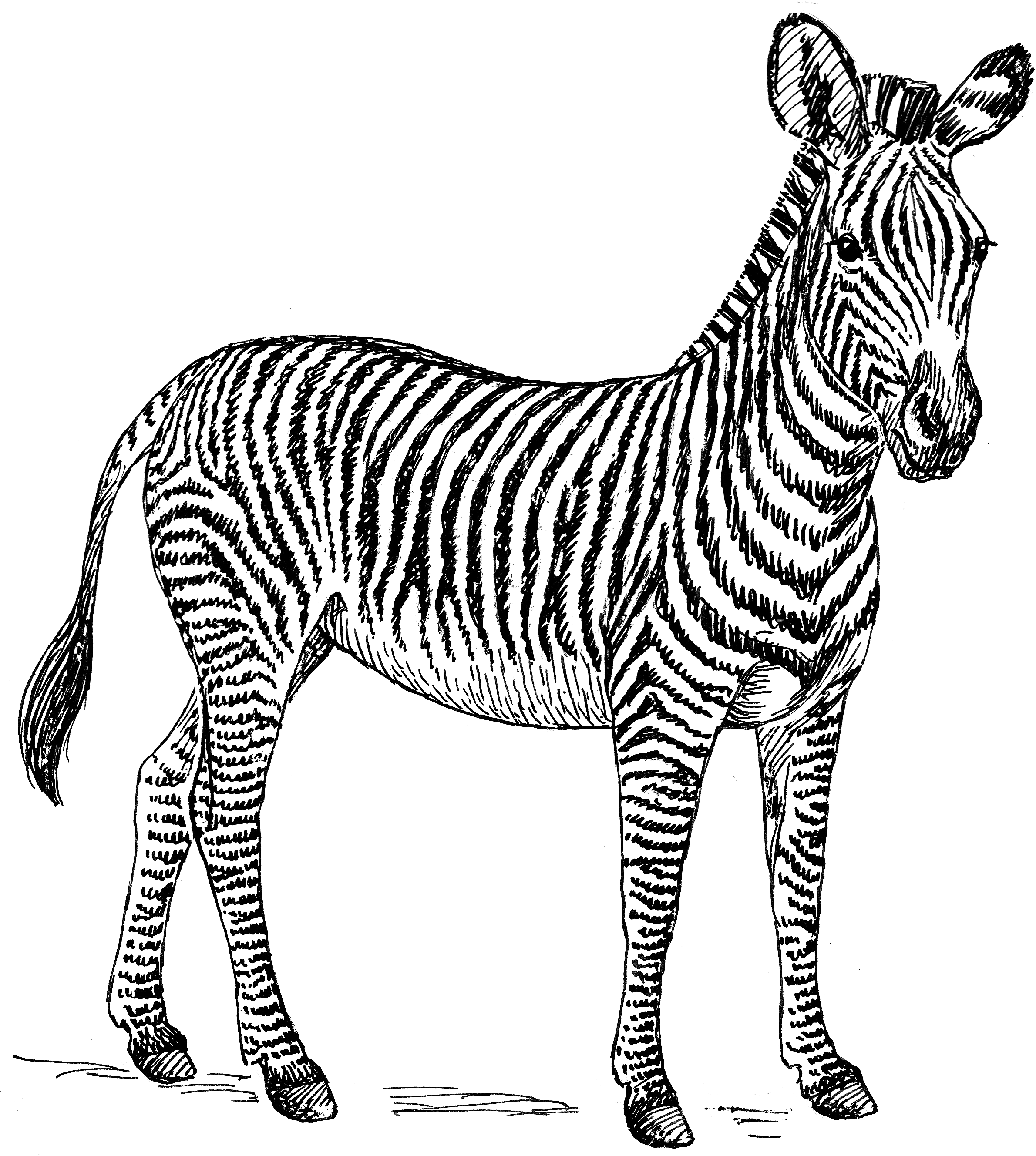 Zebra Png High Quality Image Zebra Clip Art Black And White