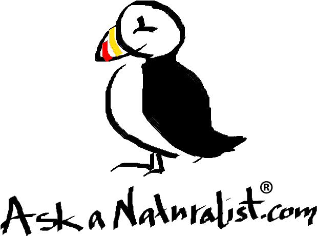 Puffin Logo Transparent - Puffin Clipart (669x567), Png Download