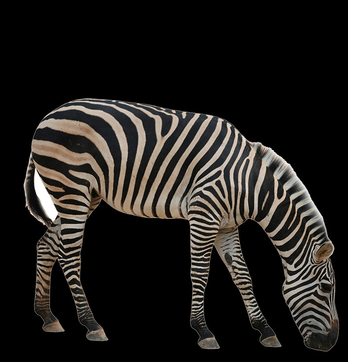 حمار وحشى Png Clipart (716x746), Png Download