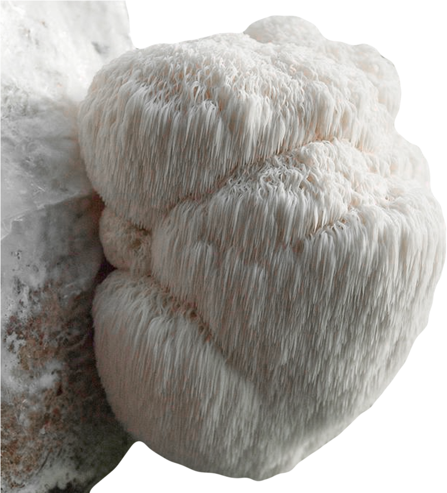 Grow Your Own Lion's Mane Mushroom Kit - Hericium Erinaceus Clipart (1000x1000), Png Download