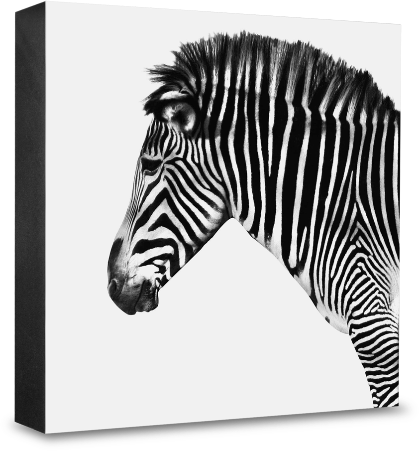 Zebra - > - Zebra Clipart (1000x1000), Png Download
