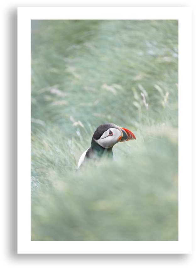 Atlantic Puffin Clipart (1000x1000), Png Download