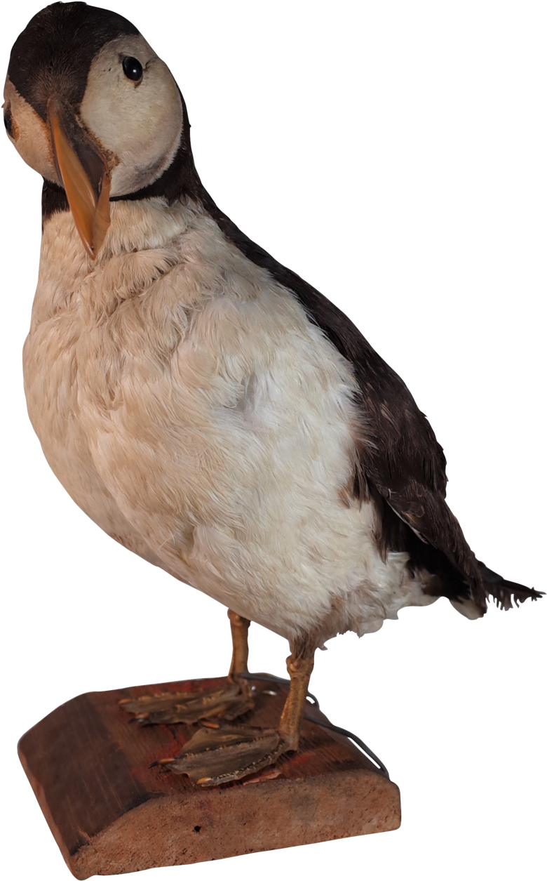 Taxidermy Puffin - Parrot Clipart (1024x1510), Png Download