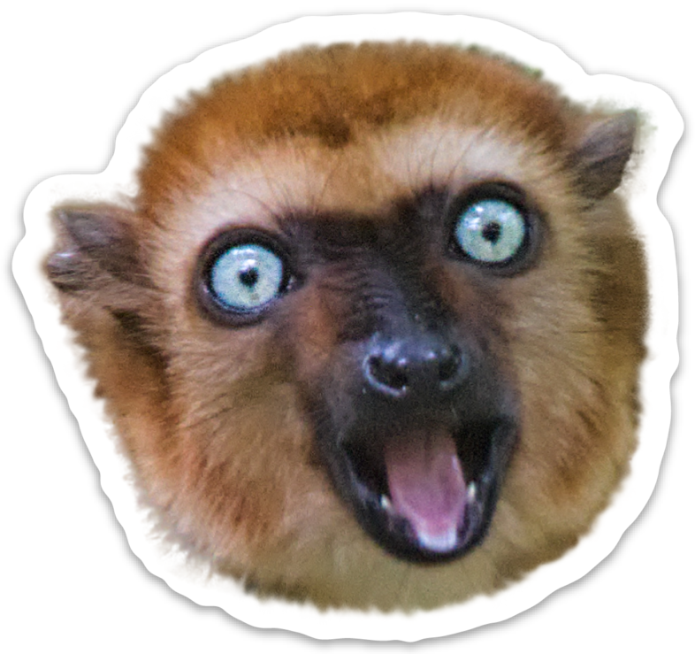 Two-toed Sloth Clipart (786x739), Png Download