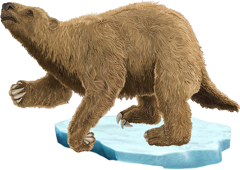 Megatherium - Grizzly Bear Clipart (1000x1000), Png Download