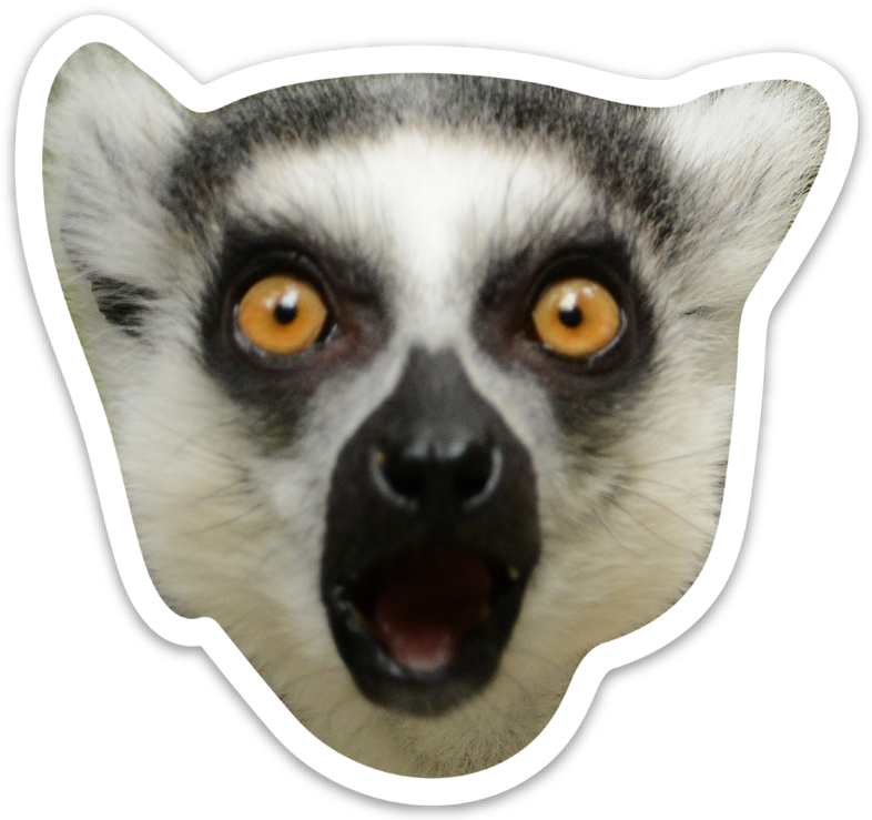 Madagascar Cat Clipart (786x739), Png Download