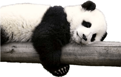 #panda #bear #animals #wildanimals #pandas #blackandwhite - Panda Animal Clipart (480x480), Png Download