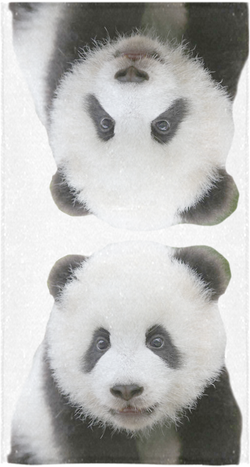 Giant Panda Clipart (1000x1000), Png Download