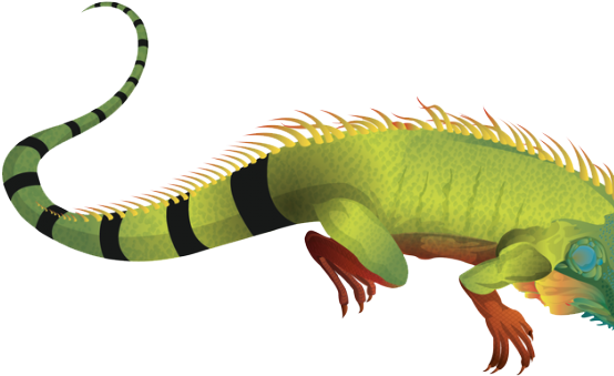 Free On Dumielauxepices Net Real - Iguana Transparent Clipart (640x480), Png Download