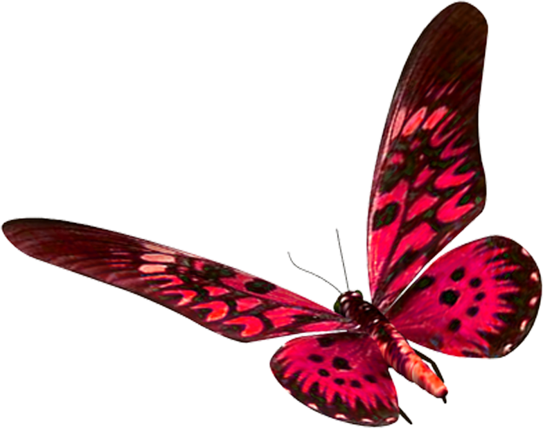 Mariposa De Color Rojo Clipart (828x673), Png Download