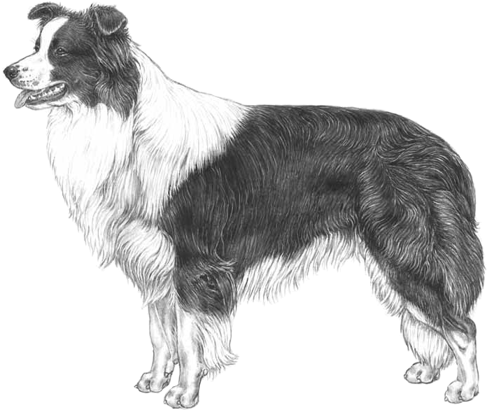 Border Collie - Border Collie Standard Clipart (800x800), Png Download