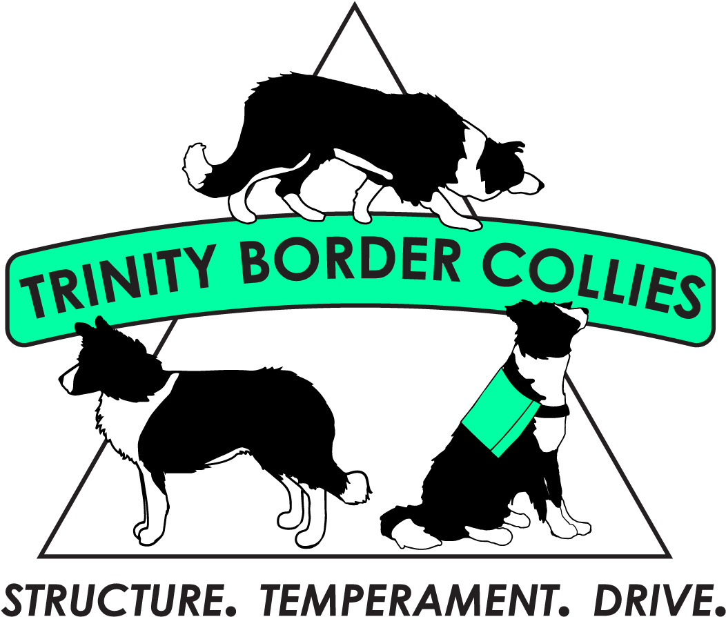 Dog Catches Something Clipart (1116x964), Png Download