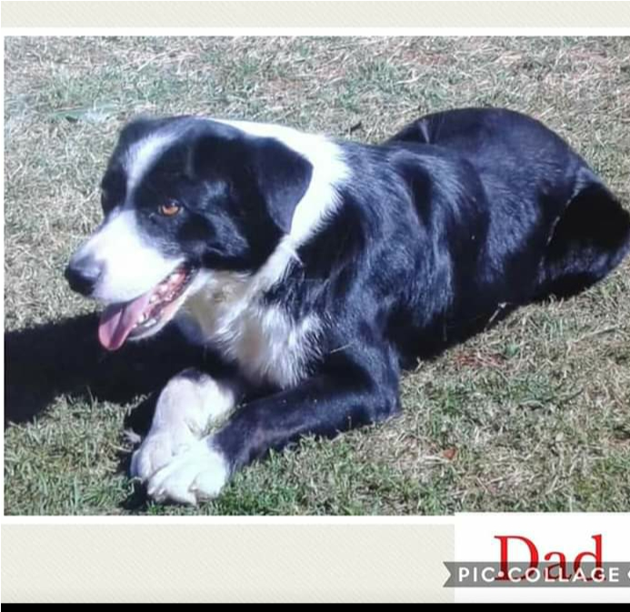 Border Collie X Koolie Pups - Australian Collie Clipart (692x898), Png Download