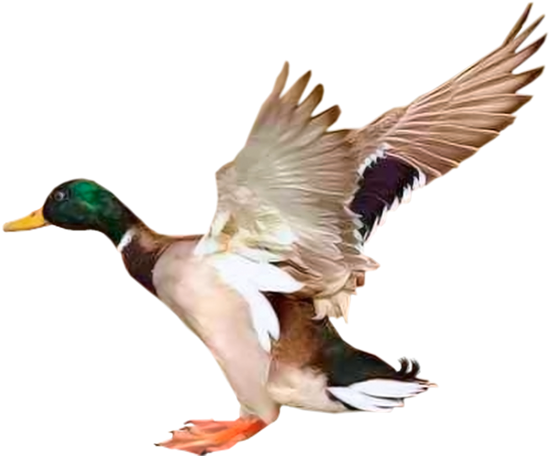 Утка, Перелетная Птица, Летящая Утка, Duck, Migratory - Canard Tube Clipart (600x600), Png Download