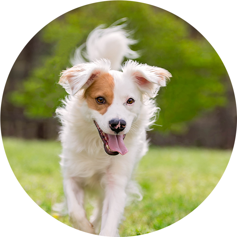 Border Collie - Companion Dog Clipart (801x801), Png Download
