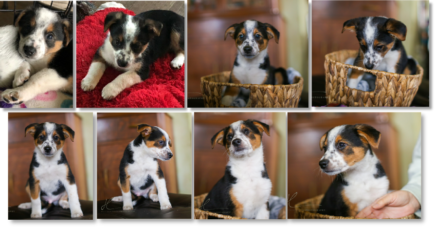 If You Have An Approved Northern California Border - Companion Dog Clipart (894x468), Png Download