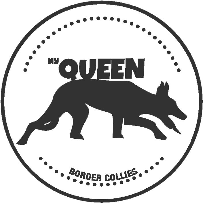 My Queen Border Collies - Coyote Clipart (960x960), Png Download