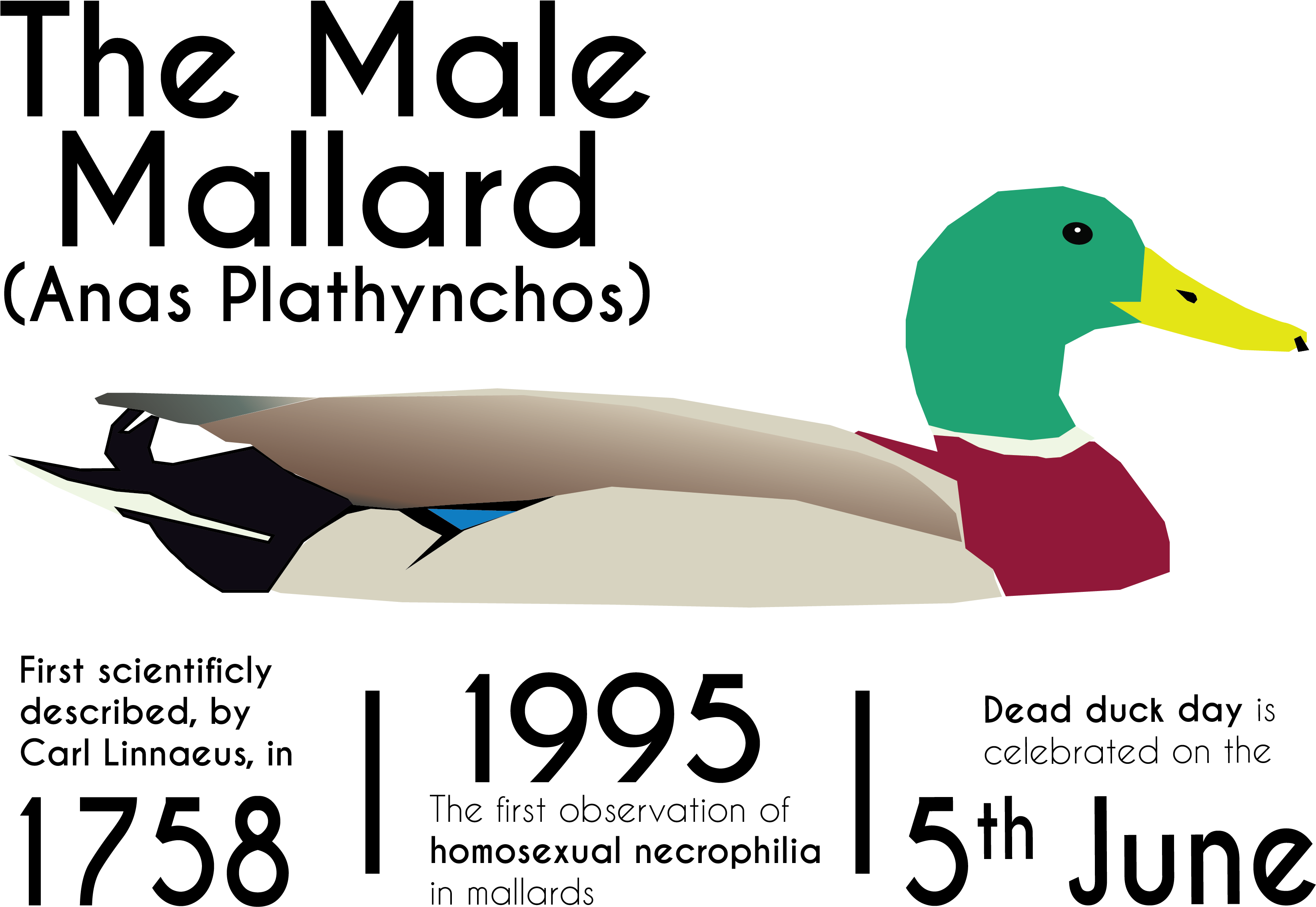 Mallard Clipart (3331x2402), Png Download