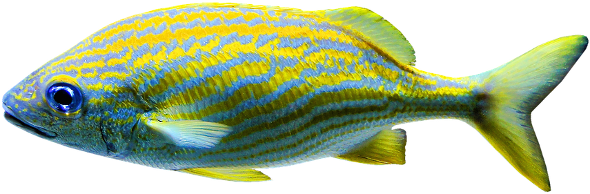 Isolated, Aquariums, Fish, Salt Water - Snapper Clipart (960x468), Png Download