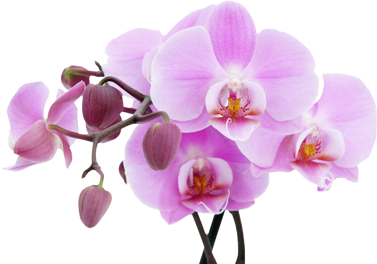 Orchid - National Flower Of Sikkim Clipart (1600x1067), Png Download
