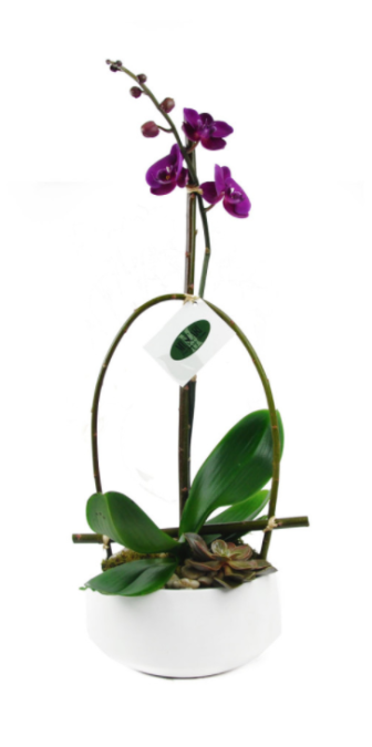 Purple Phalaenopsis Orchid - Cypripedium Clipart (600x674), Png Download