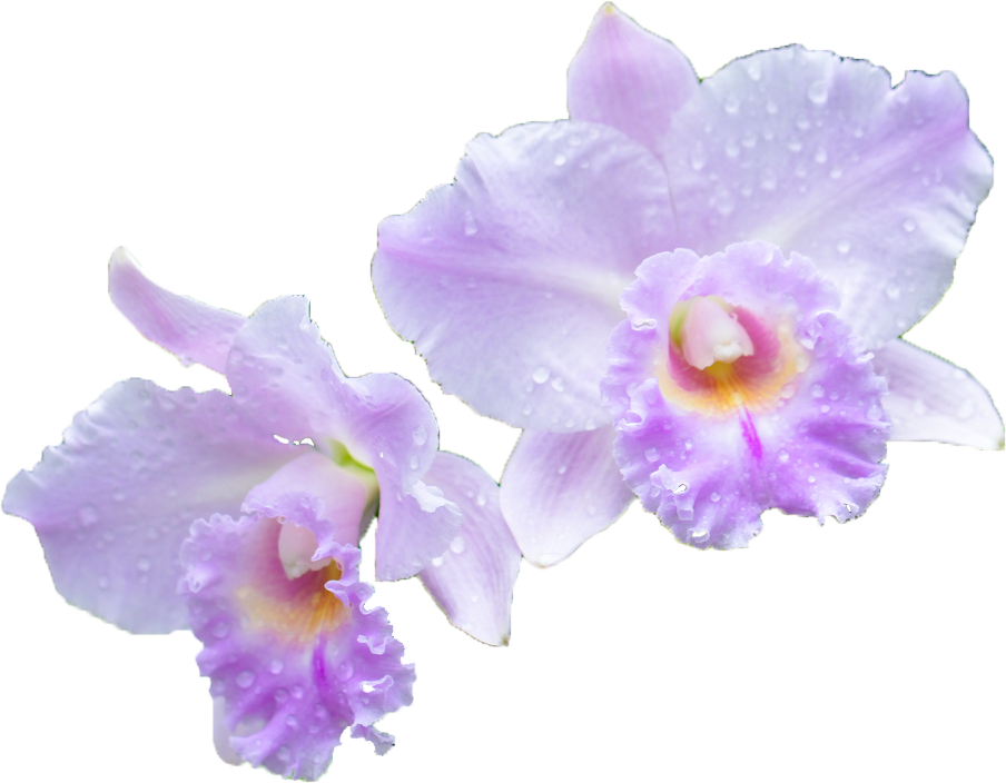 Orchid Transparent Cattleya - Cattleya Png Clipart (904x704), Png Download