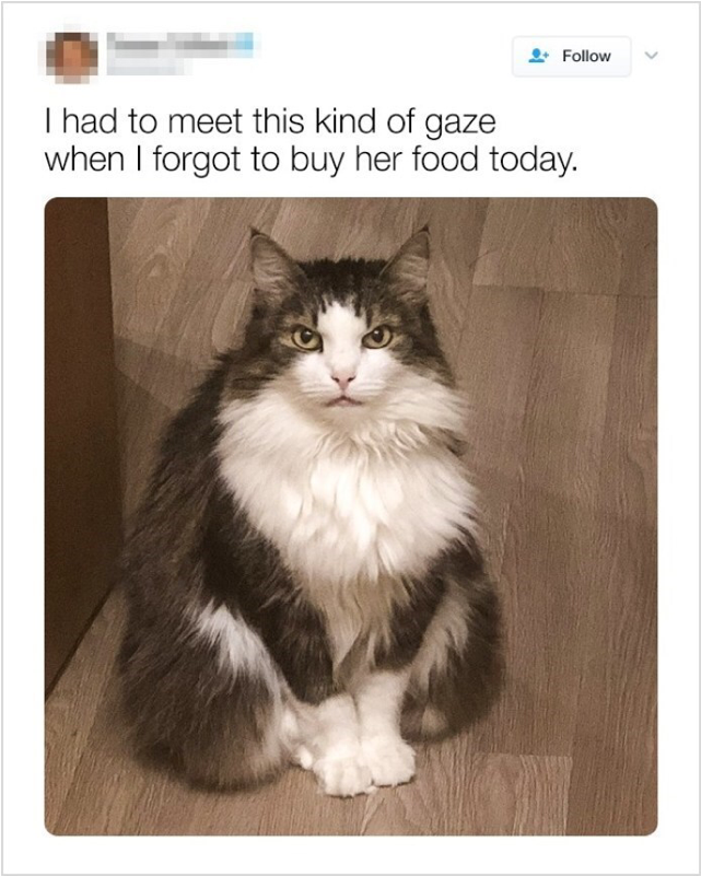 Share This - - Domestic Long-haired Cat Clipart (800x800), Png Download