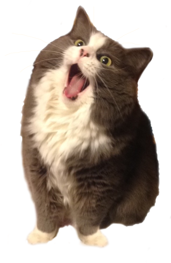 Sleeping Cat Meme - Munchkin Norwegian Forest Cat Clipart (581x910), Png Download