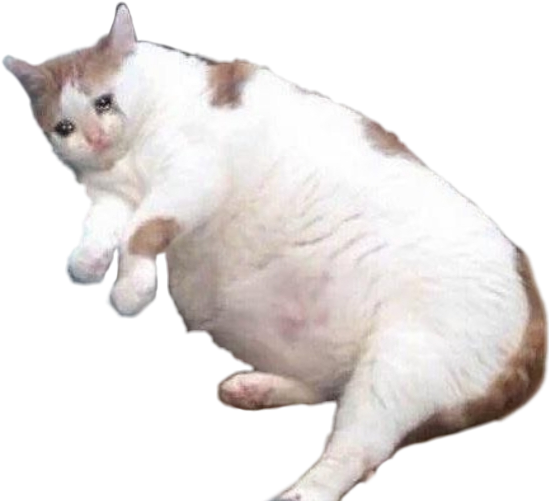 Sneezing Cat Meme Tumblr - Respuestas De Memes Gatos Clipart (549x501), Png Download