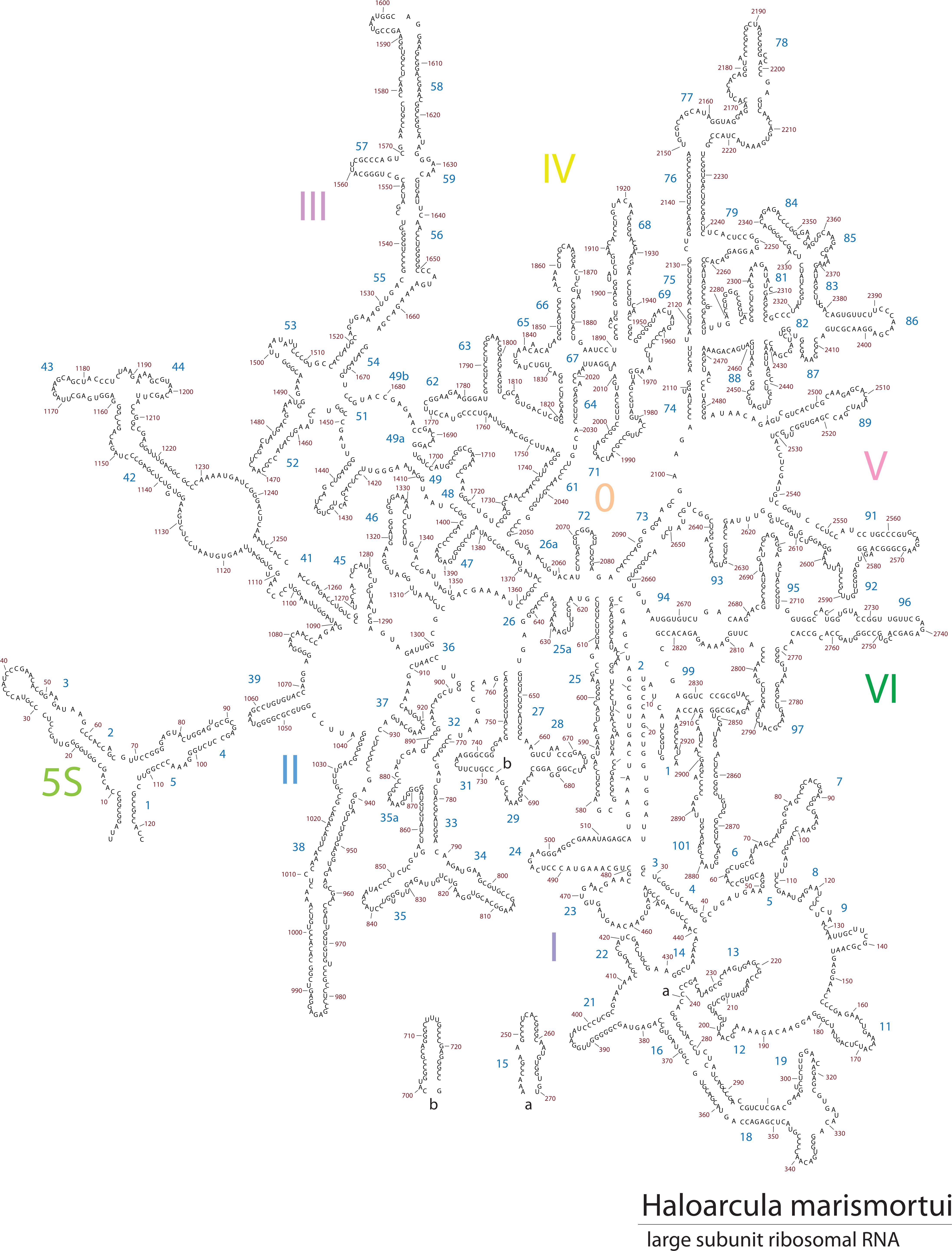 5 Secondary Structure W/ Nucleotide Numbers 23s Rrna - Drawing Clipart (5000x6471), Png Download