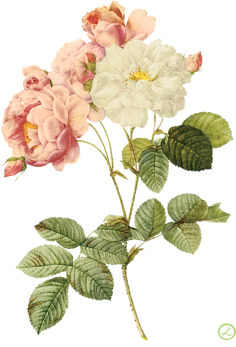 Flower Illustration By Pierre-joseph Redoute - Illustration Pierre Joseph Redouté Clipart (500x725), Png Download