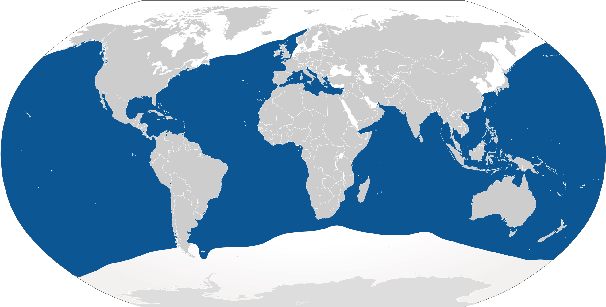 Great White - Does The Blue Shark Live Clipart (2000x1030), Png Download