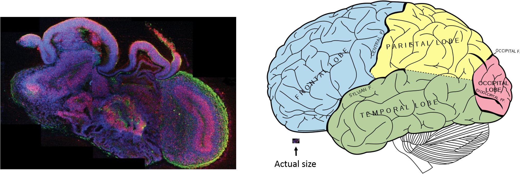 A Human In Petri Transparent Background - Human Brain Organoids Clipart (2009x728), Png Download