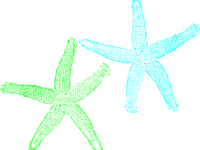 Starfish Clipart Mint - Starfish - Png Download (640x480), Png Download