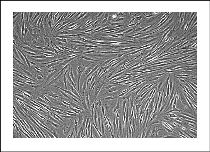 Cultured Mesenchymal Stem Cells On Petri Dish, Magnification - Monochrome Clipart (716x518), Png Download