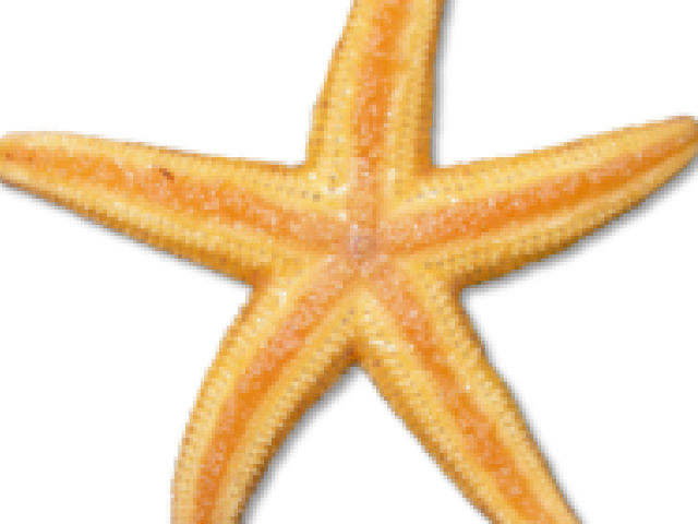 Starfish Clipart (640x480), Png Download