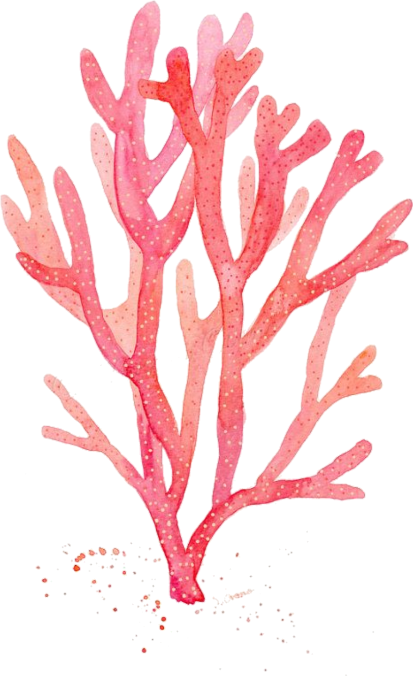 Graphic Royalty Free Stock Red Watercolor Painting - Coral Drawing Png Clipart (812x1329), Png Download