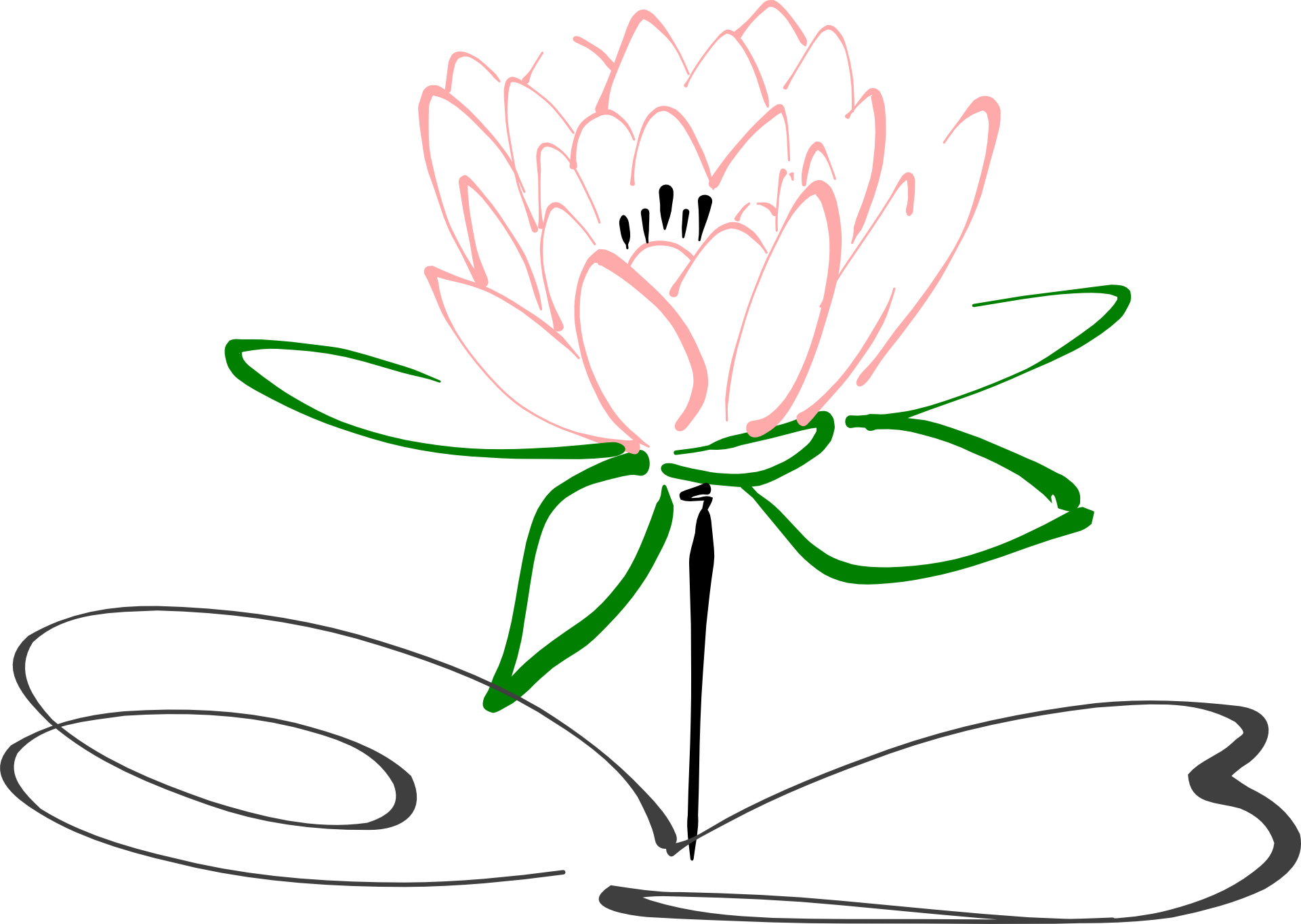 Stem Drawing Lotus Flower - Diagram Of Lotus Flower Clipart (1920x1364), Png Download