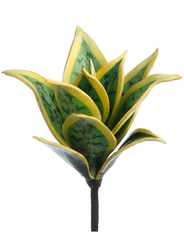 8" Mini Agave Plant Green Cream - Vase Clipart (800x800), Png Download