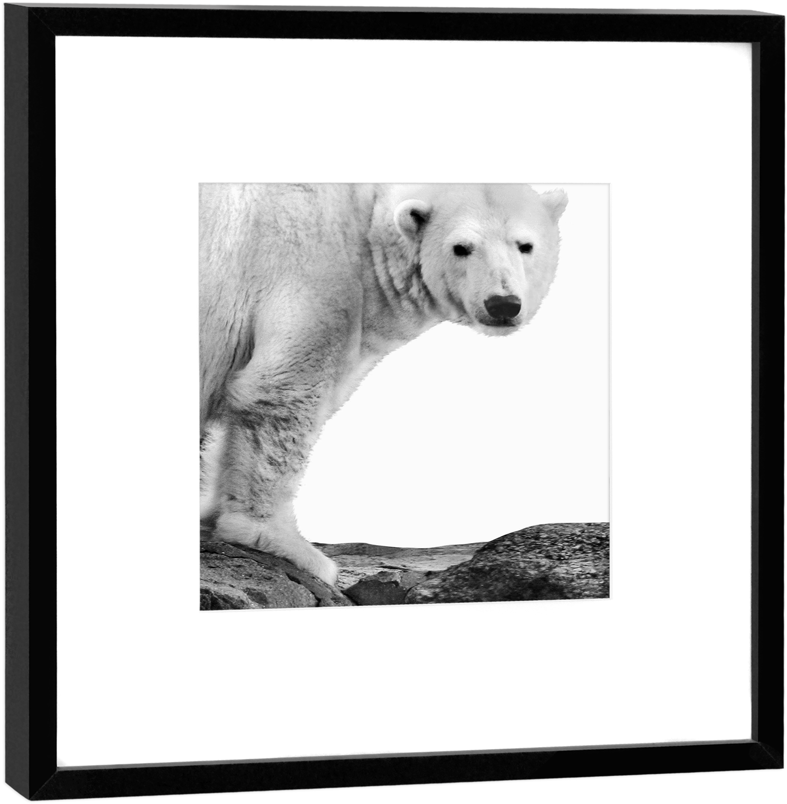Fotokunst & Design Aus Berlin - Polar Bear Clipart (1800x1800), Png Download