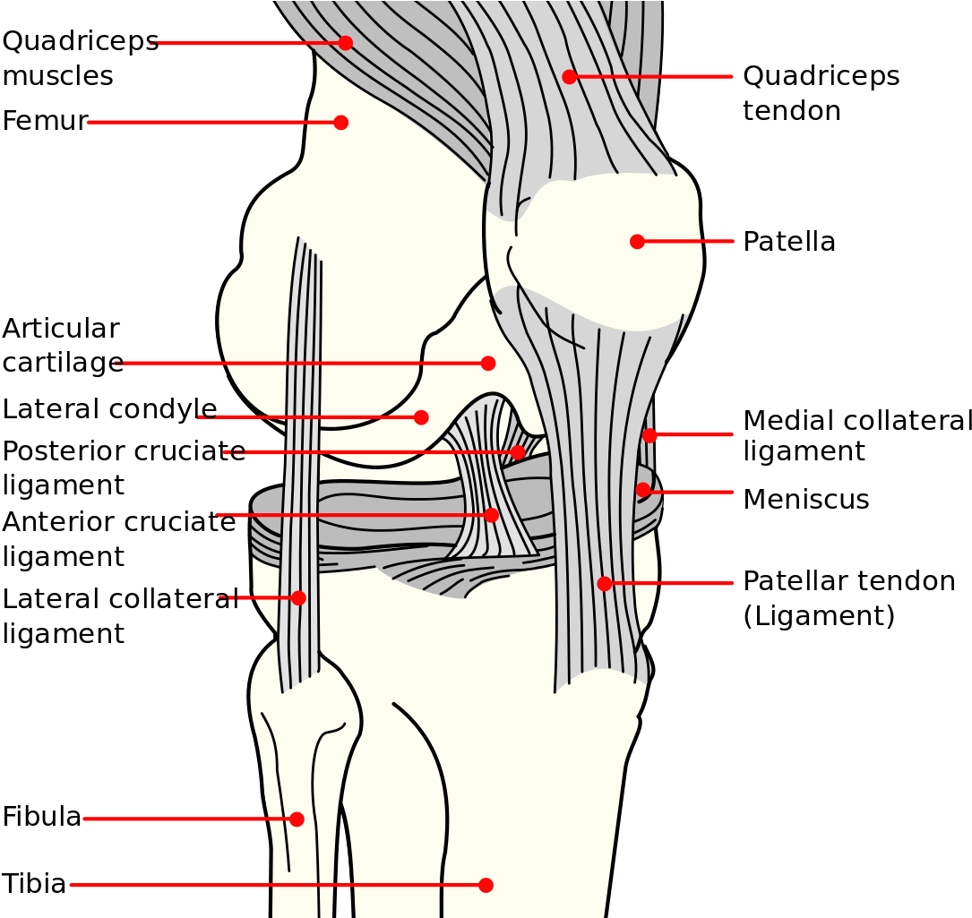 Knee Diagram - Long Does An Mcl Tear Take Clipart (1124x1024), Png Download