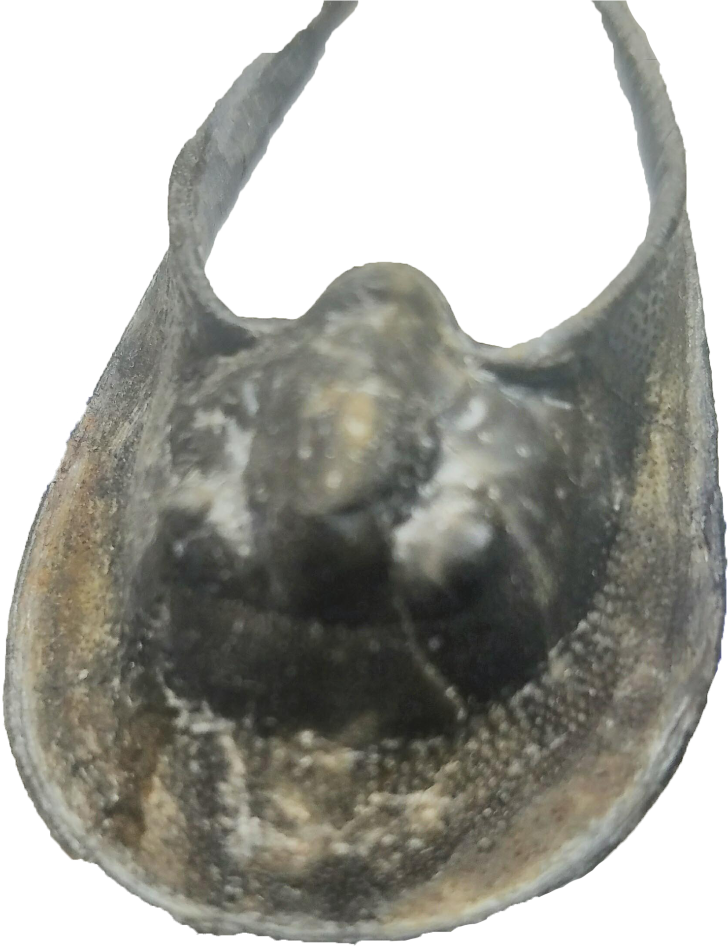Harpes "batman" Trilobite - Molluscs Clipart (2048x2048), Png Download