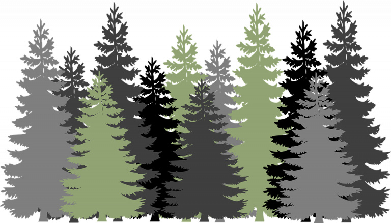 Free Trees Evergreen Vector Graphic On Pixabay - Forest Clipart Transparent Background - Png Download (768x438), Png Download