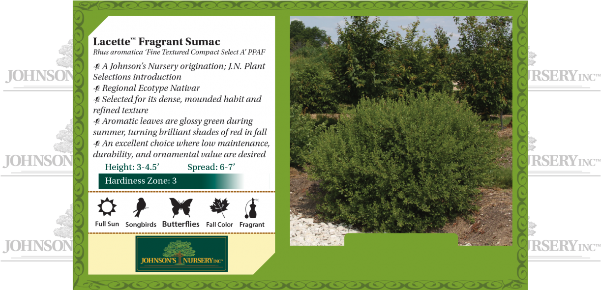 Ivy Texture Png - Winecraft Black Smoke Tree Clipart (1222x590), Png Download