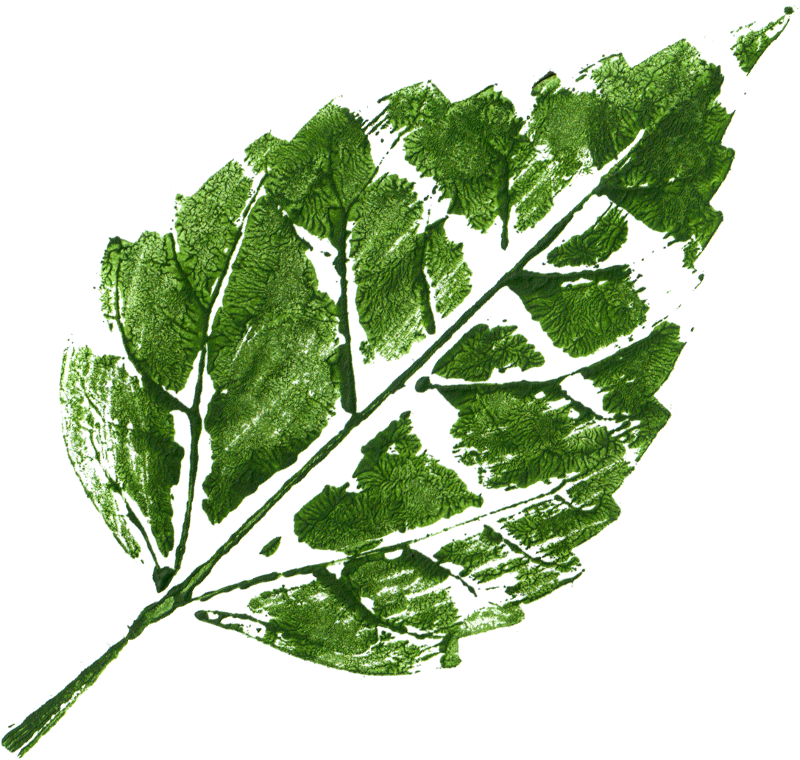 Free Download - Leaf Print Hd Images Free Download Clipart (800x760), Png Download