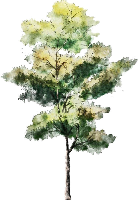 Download Tree For Architectural Rendering , Png Download - Trees For