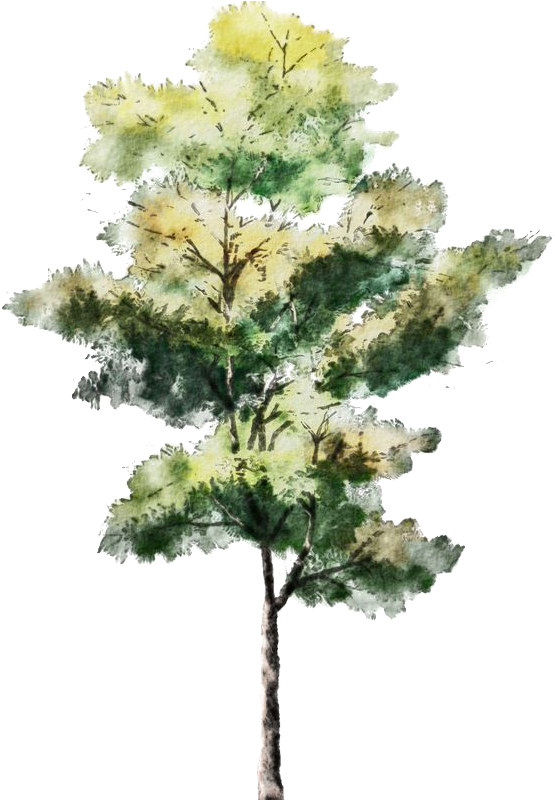 Tree For Architectural Rendering , Png Download - Trees For Architectural Rendering Clipart (555x800), Png Download