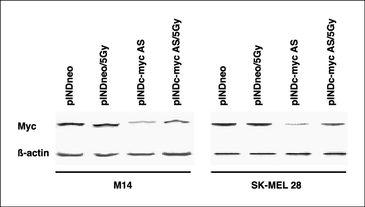 Levels Of Myc Protein In Both M14 And Sk-mel28 Pindneo, - Colorfulness Clipart (737x418), Png Download