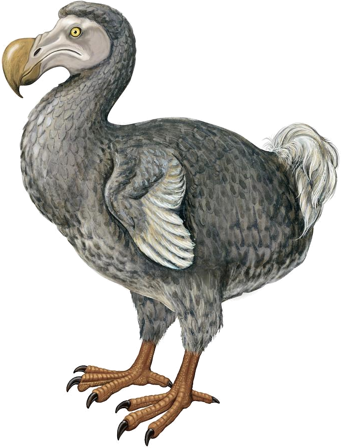 Dodo - Drawing Of Dodo Clipart (803x900), Png Download